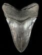 Robust, Megalodon Tooth - Serrated Blade #60486-2